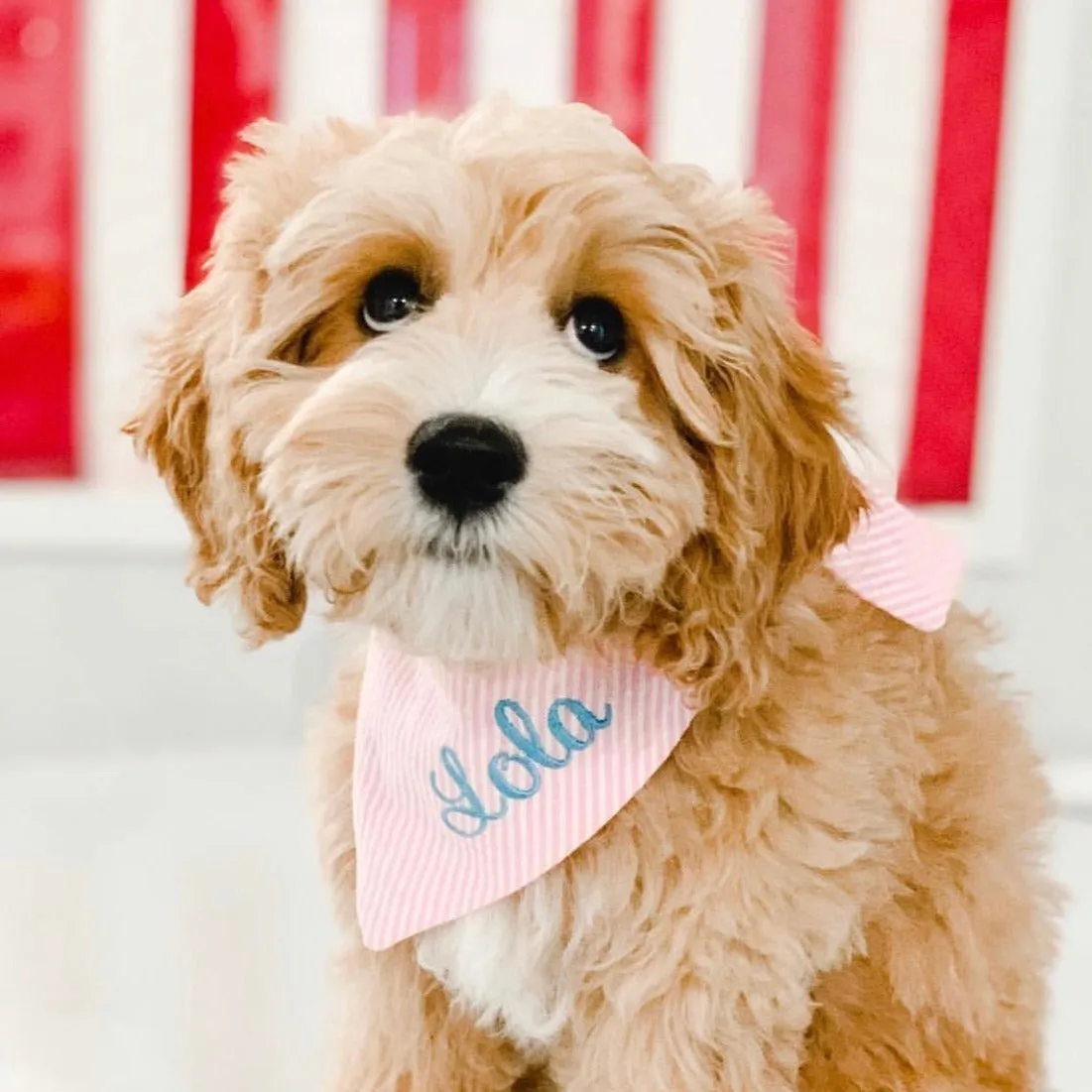 Seersucker Personalized Dog Bandanas