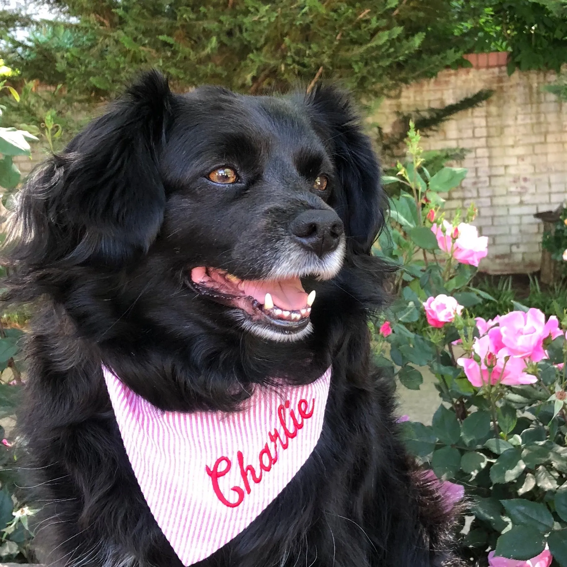 Seersucker Personalized Dog Bandanas