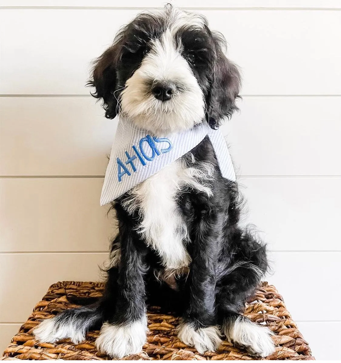 Seersucker Personalized Dog Bandanas