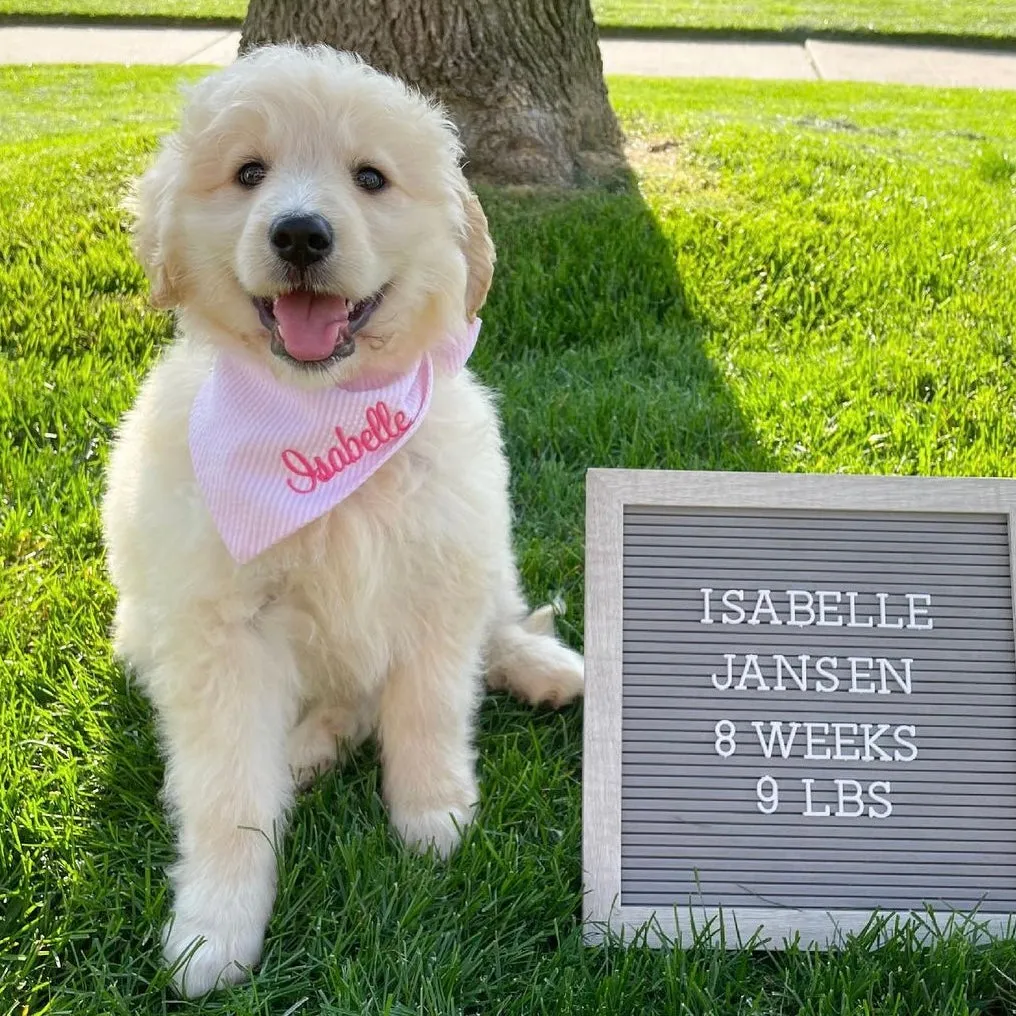 Seersucker Personalized Dog Bandanas