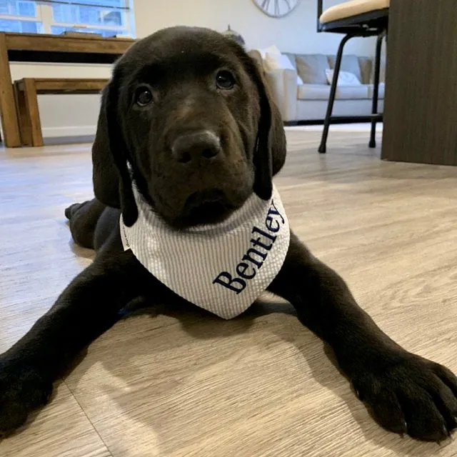 Seersucker Personalized Dog Bandanas