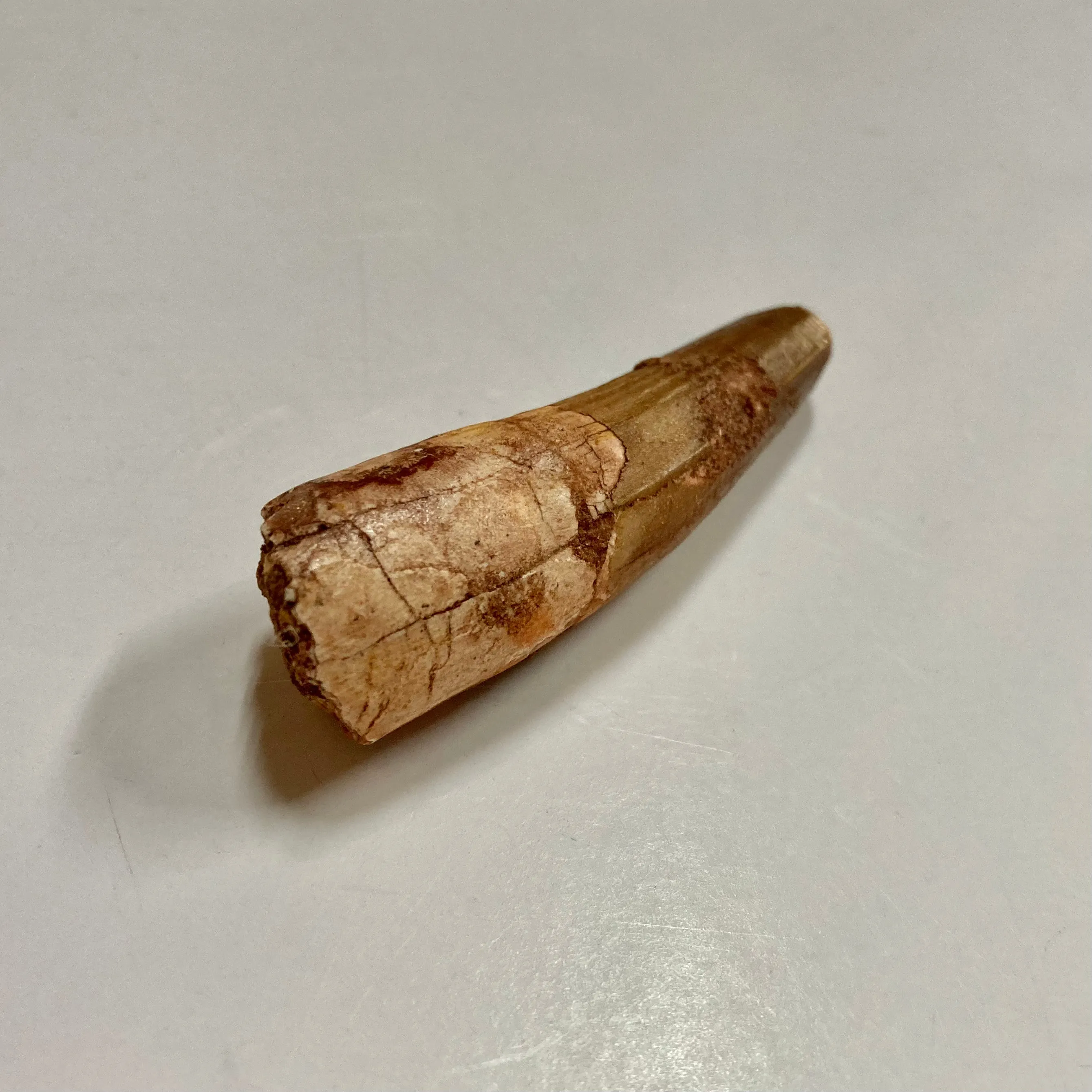 Spinosaurus Tooth